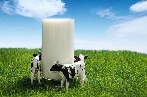 牛初乳是什么？有什么作用？中國十大牛初乳品牌排行榜一覽