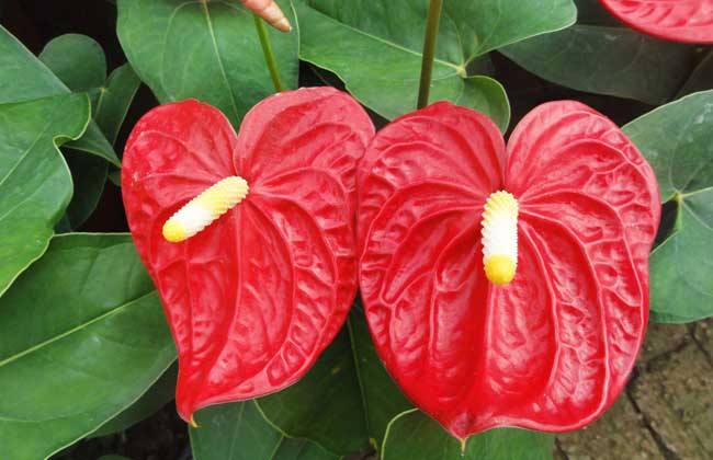 紅掌怎么養(yǎng)護 紅掌葉子發(fā)黃怎么辦