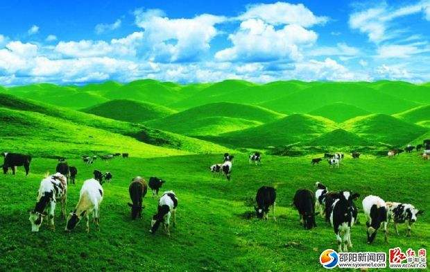 南山乳業(yè)：攻克難關 不斷提高牛奶質量