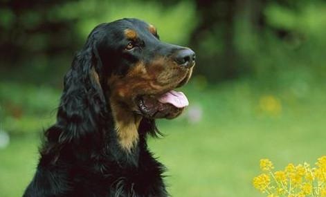 戈登雪達(dá)犬為何經(jīng)?！案闫茐摹?？戈登雪達(dá)犬為何經(jīng)?！案闫茐摹?？