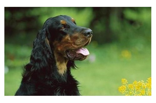 戈登雪達(dá)犬為何經(jīng)?！案闫茐摹保?/></a>
<ul><li><a href=