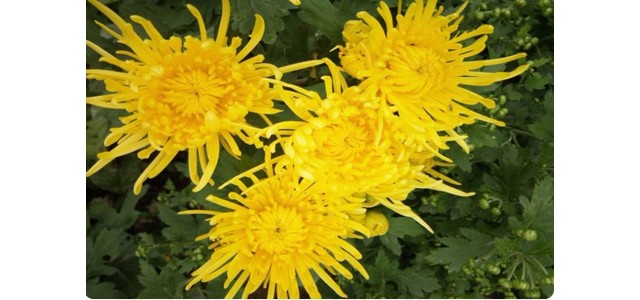 “中國菊花之鄉(xiāng)”，安陽市林州市茶店鎮(zhèn)太行菊花